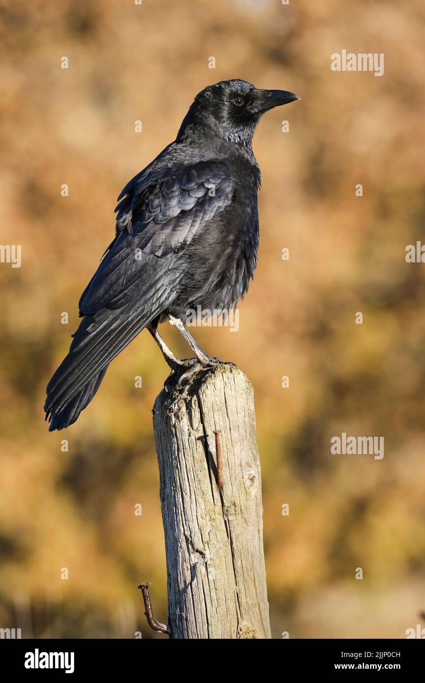 Carrion crow, Corvus corone, perched on a wooden post against a bright ocher background in autumn Stock Photo