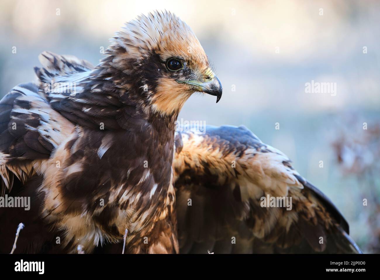 Close-up in landscape format of a female Marsh Harrier, Circus aeruginosus, perched on the ground against a blurred background with copy space. Lion. Stock Photo