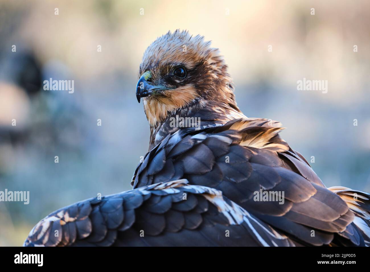 Close-up of a western marsh harrier, Circus aeruginosus, on an unfocused background with room for text. Horizontal format Stock Photo