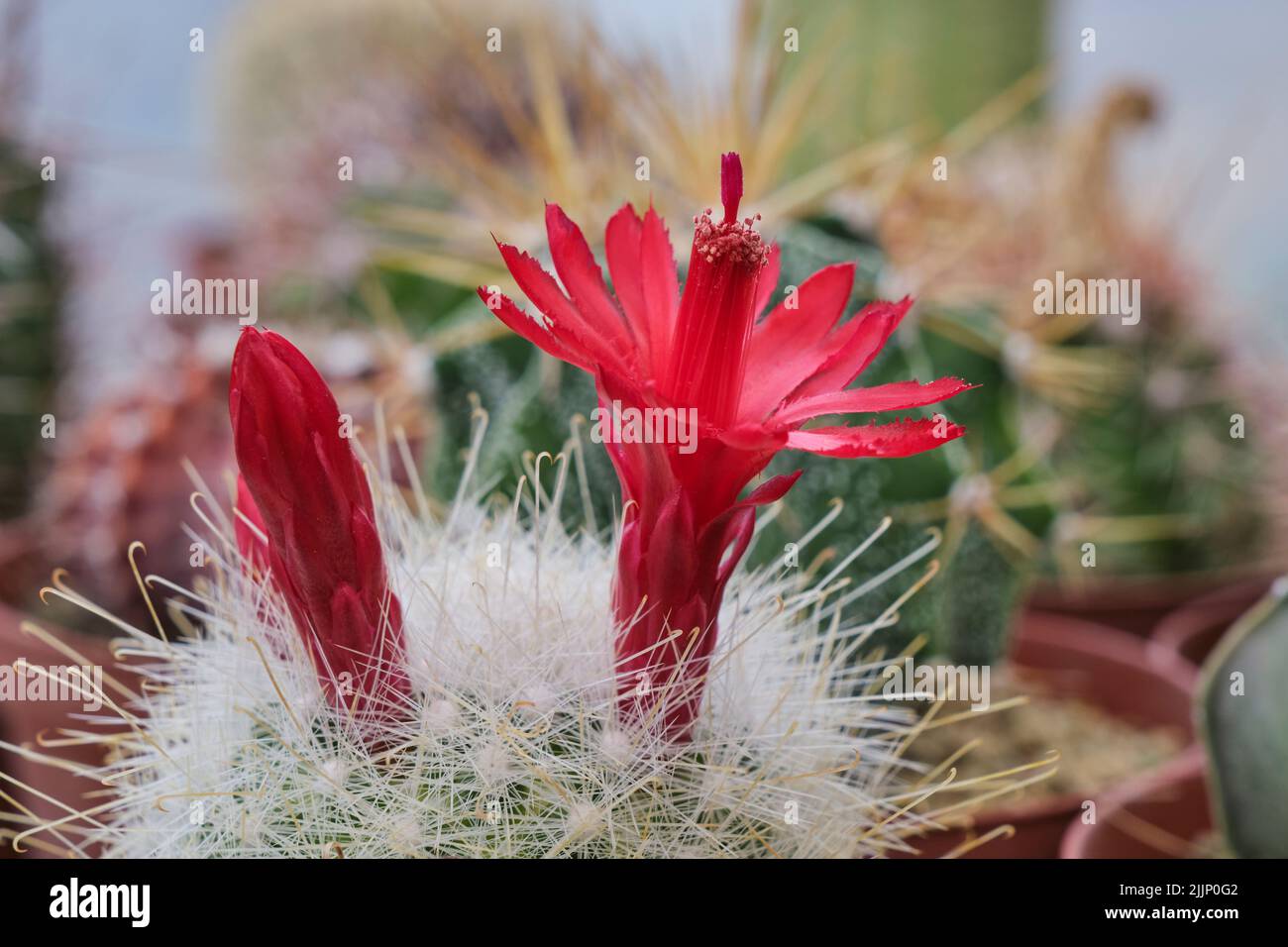 Closeup of colorful red flower growing on cactus with white spikes in light room against blurred background during blooming season Stock Photo