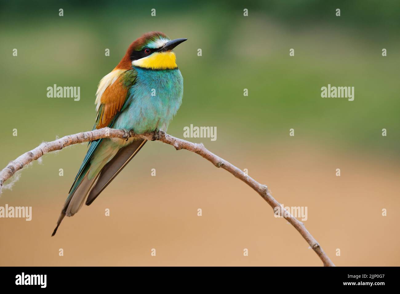 Colorful European bee eater bird with bright plumage sitting on thin twig in nature against blurred background on summer day Stock Photo