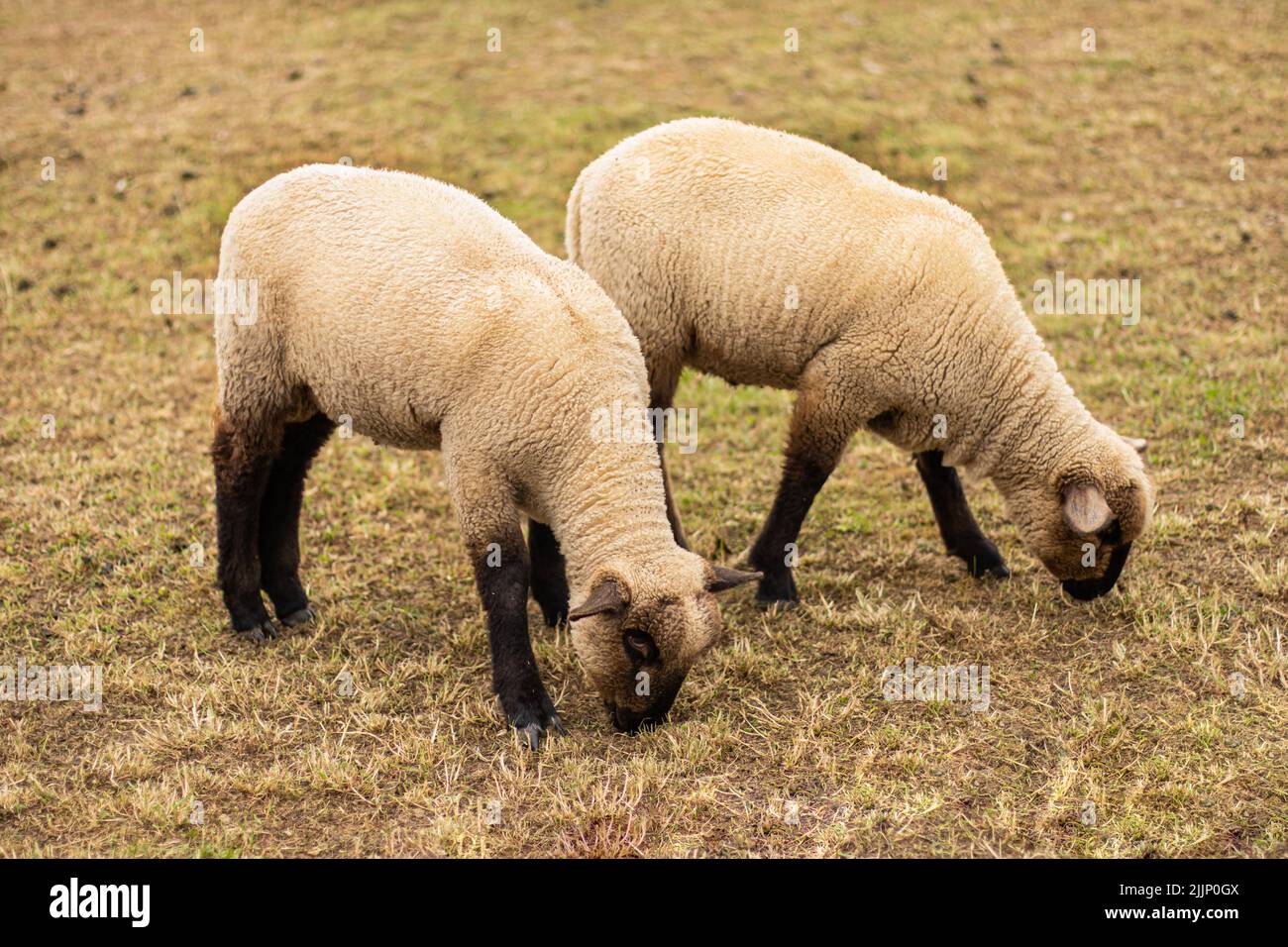 two young sheep eat dry grass on the field. Close-up postcard Stock Photo