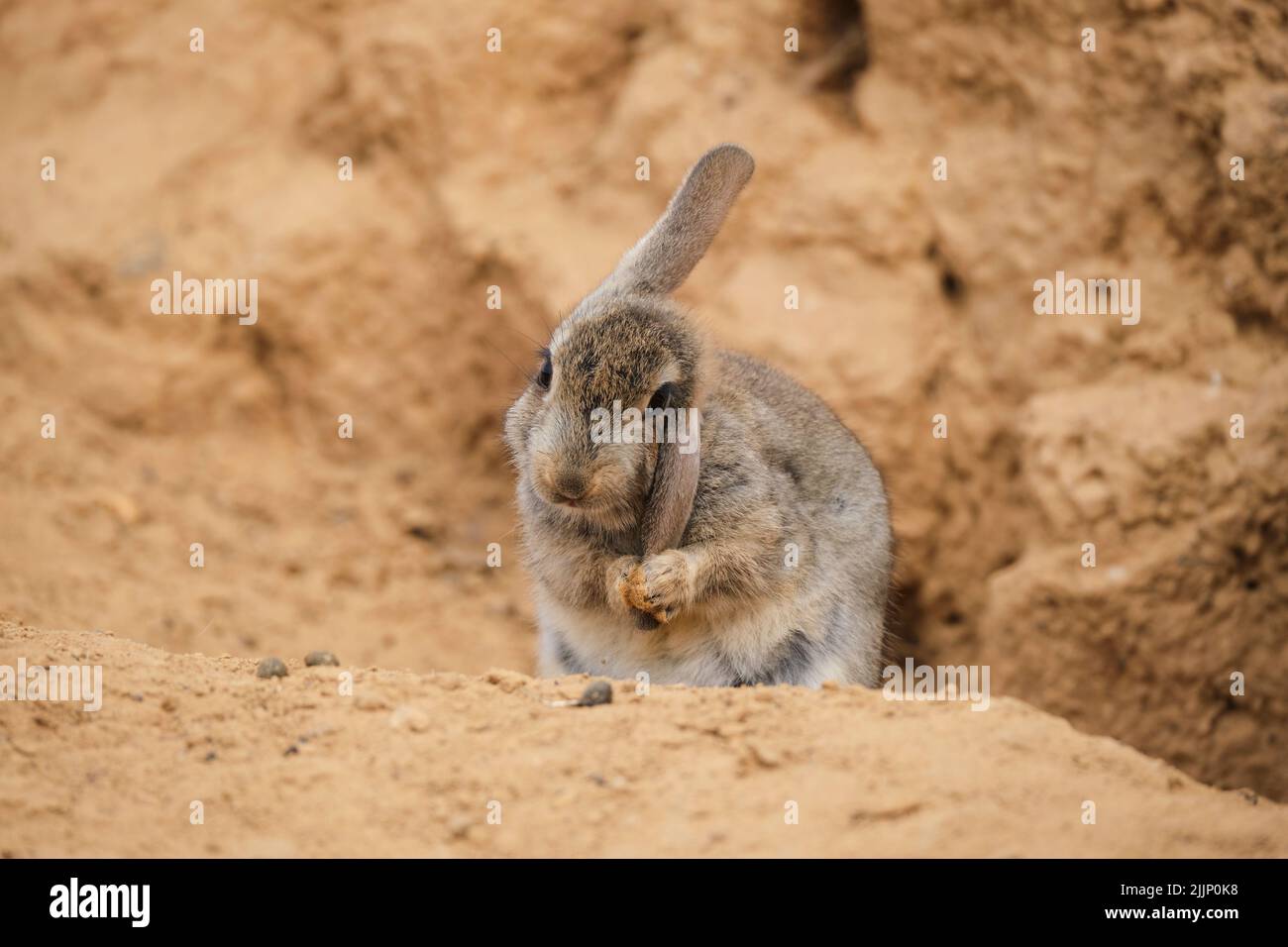 Cute desert cottontail cleaning ear with paws while sitting on dry ground near sandstone cliff on summer day Stock Photo