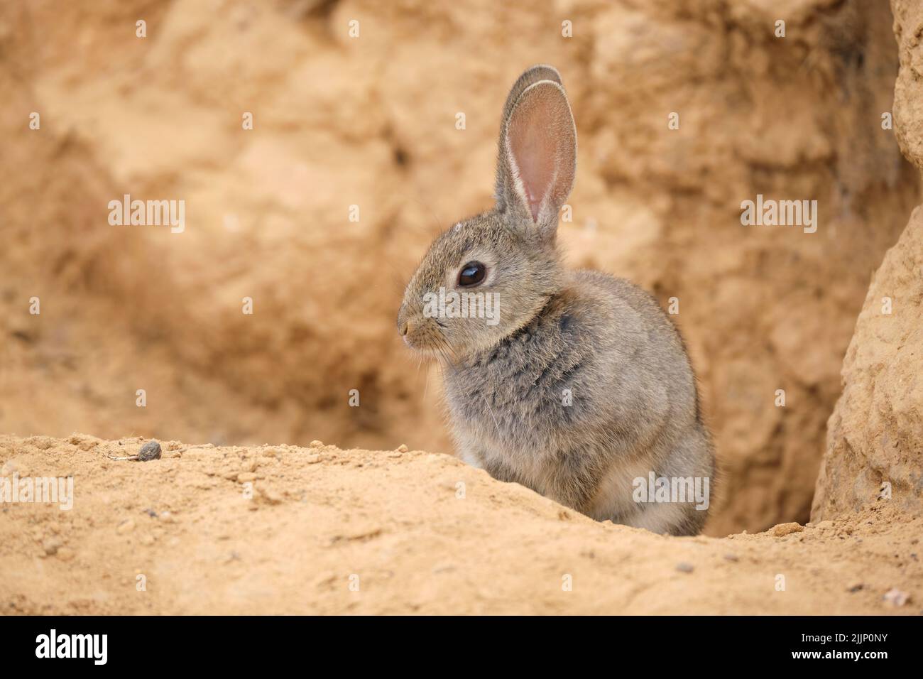 Alert desert cottontail with fluffy fur looking away while sitting near sandstone cliff in daytime Stock Photo
