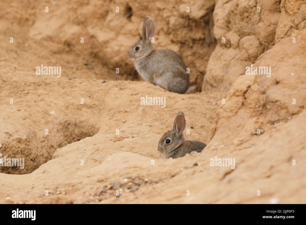 Pair of wild sylvilagus audubonii rabbits sitting on dry ground near