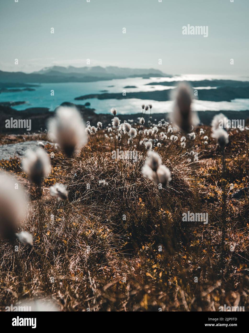 The beautiful flowers and herbs growing by the sea Stock Photo Alamy