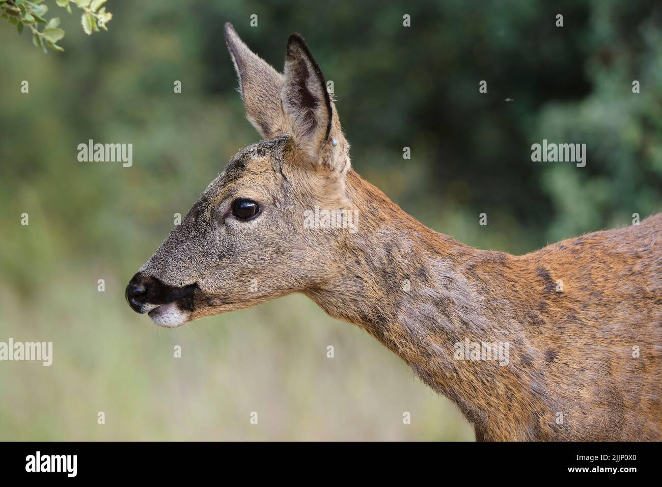Cute wild roe deer on blurred background of woodland on summer day in countryside Stock Photo