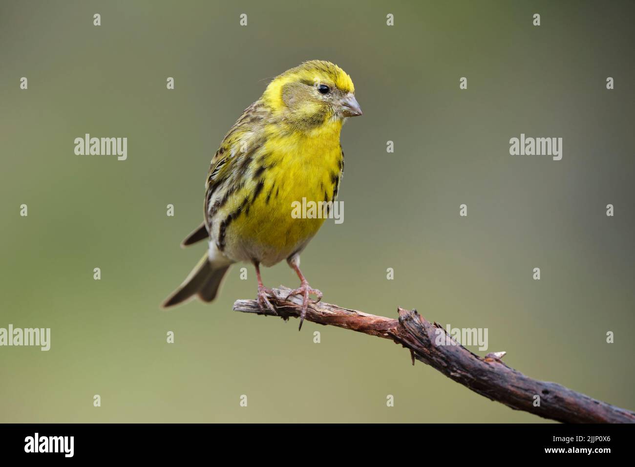 Wild European serin bird with yellow plumage sitting on tip of thin branch on blurred background of countryside Stock Photo