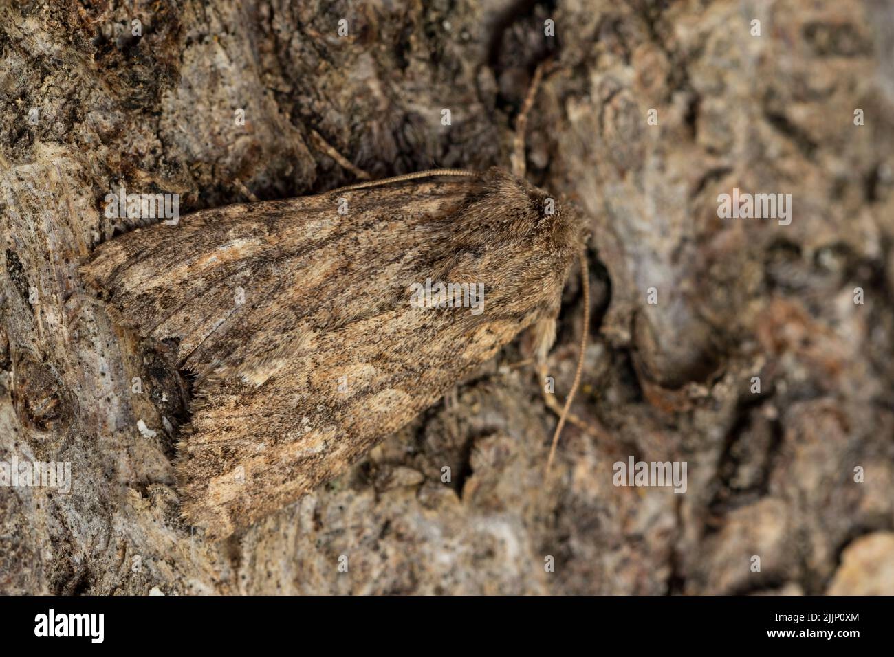 Closeup apamea monoglypha moth with camouflage crawling on rough bark of tree in forest Stock Photo