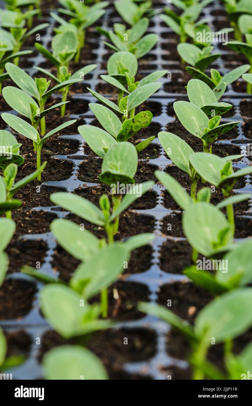 Small seedling zucchini plants grown in pots in a greenhouse. Vertical format. Stock Photo