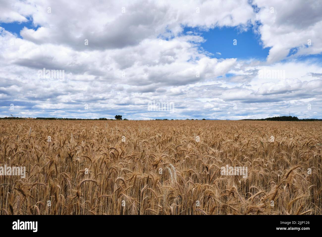 Dry barley field ready for harvest in summer under a blue sky with white clouds Stock Photo