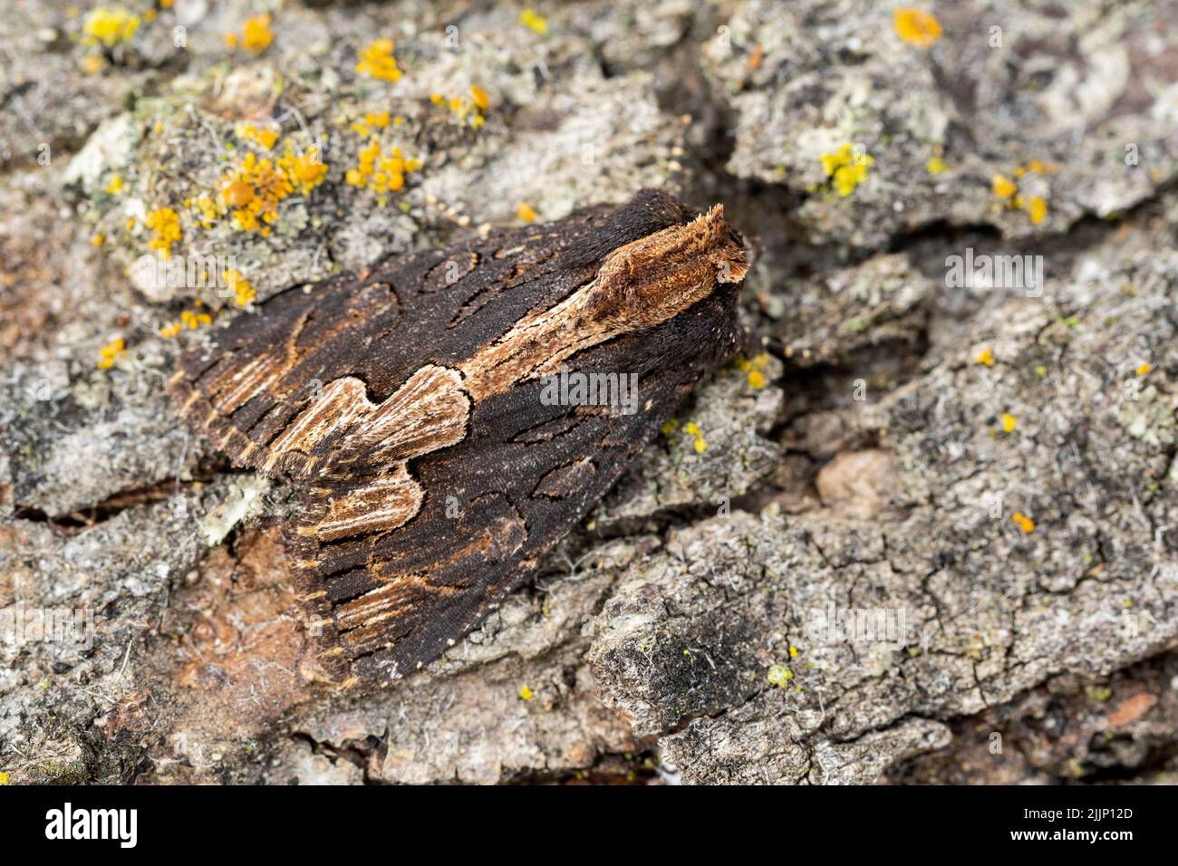 Closeup dypterygia scabriuscula moth crawling on bark of tree trunk near small yellow flowers Stock Photo