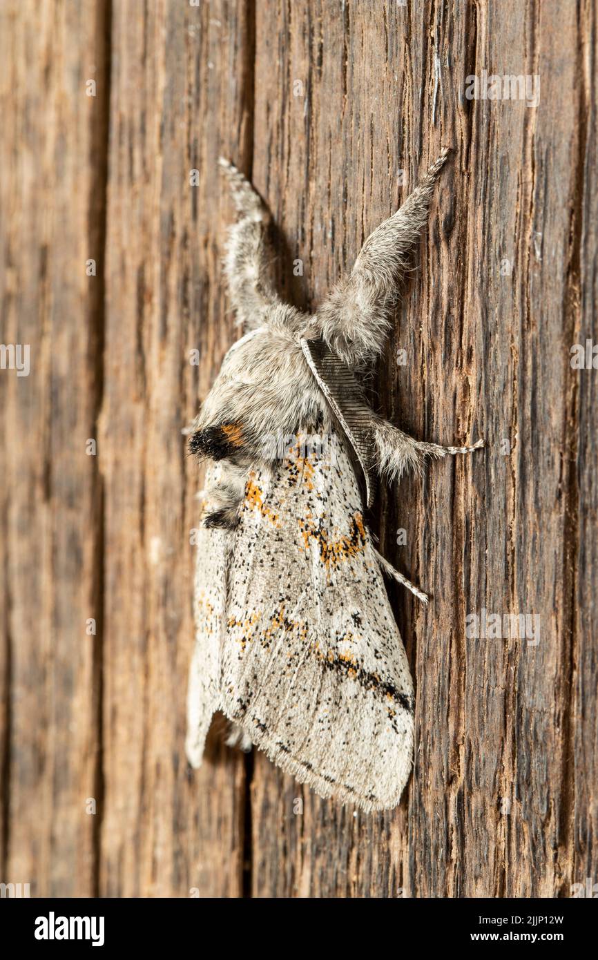 Closeup of small fluffy gynaephora fascelina moth of brown color sitting on wooden fence Stock Photo