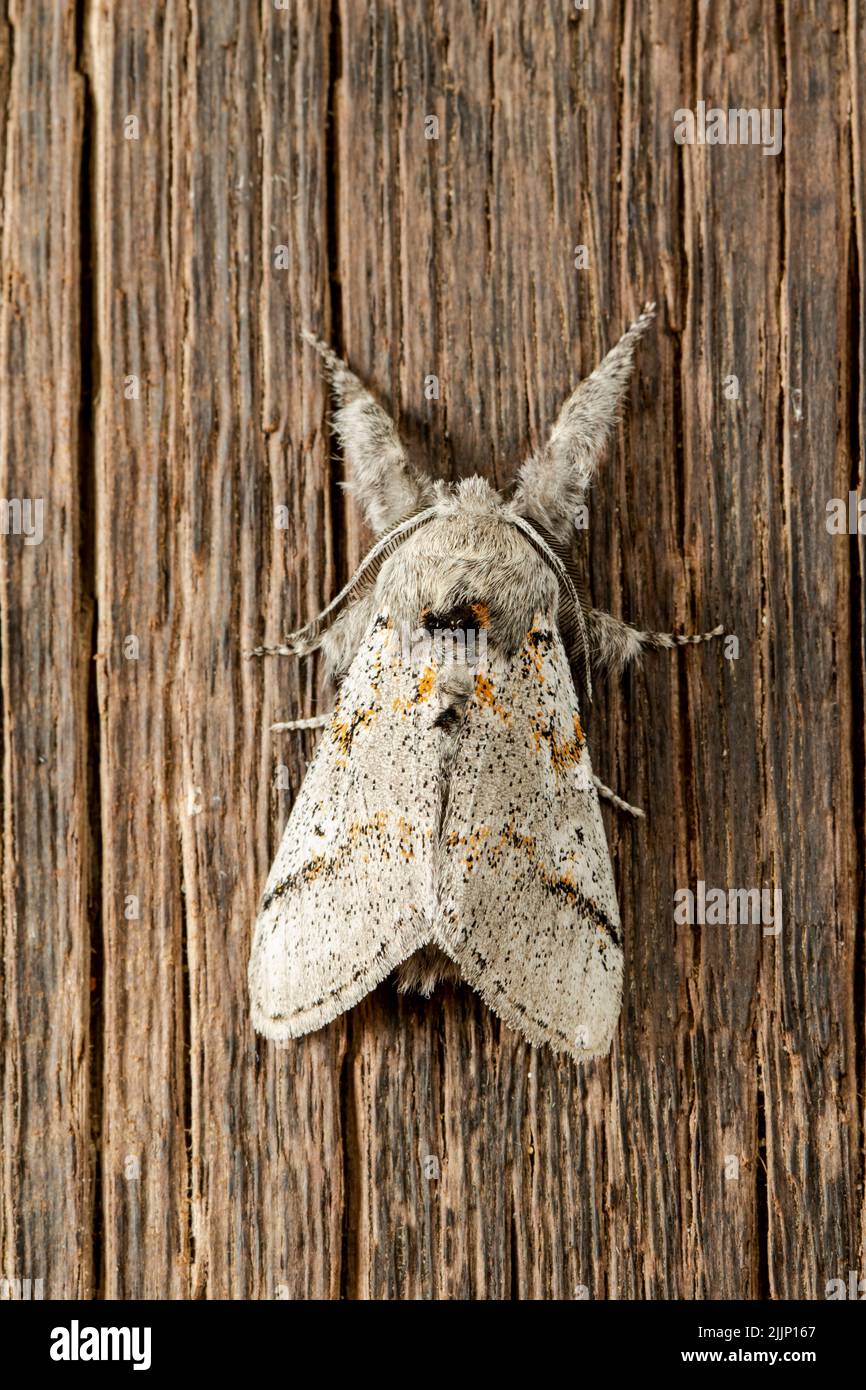 Closeup gynaephora fascelina moth with gray wings and fluffy legs crawling on rough lumber wall in daytime Stock Photo
