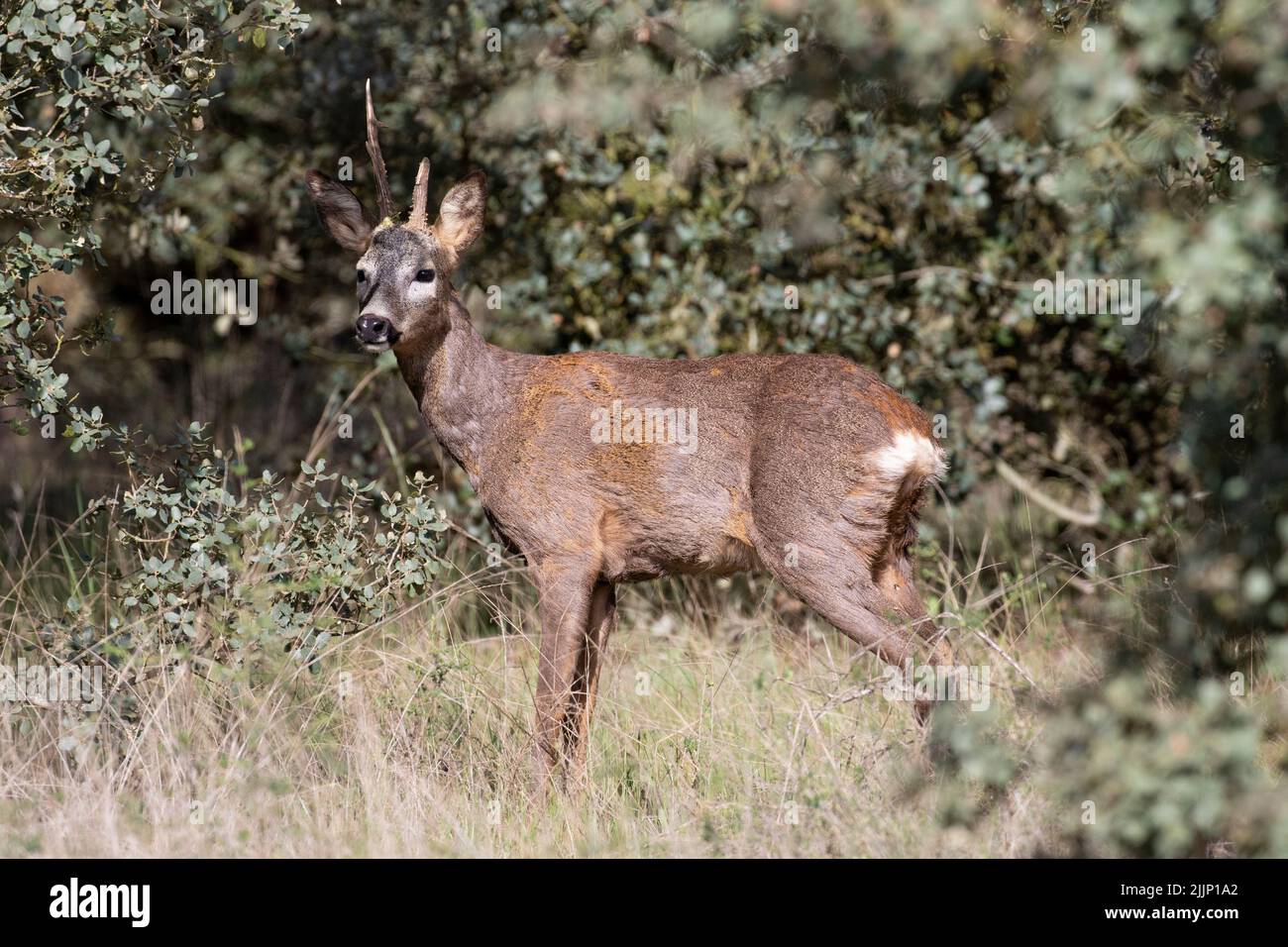 Buck of capreolus capreolus deer with broken antlers standing on grass near lush bushes outside woodland Stock Photo