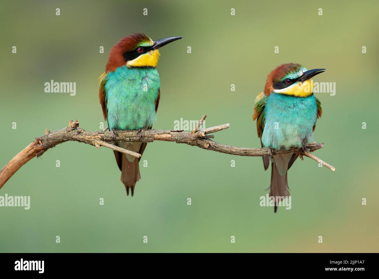 Pair of merops apiaster birds with bright colorful plumage sitting on dry twig on green blurred background Stock Photo