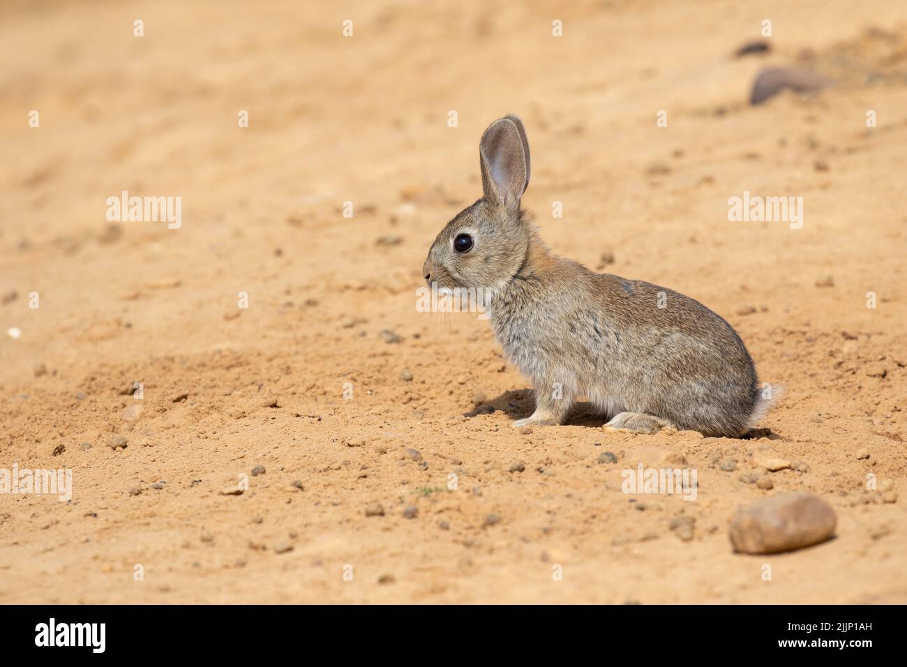 Cute fluffy oryctolagus cuniculus rabbit sitting on sand on sunny summer day in desert Stock Photo