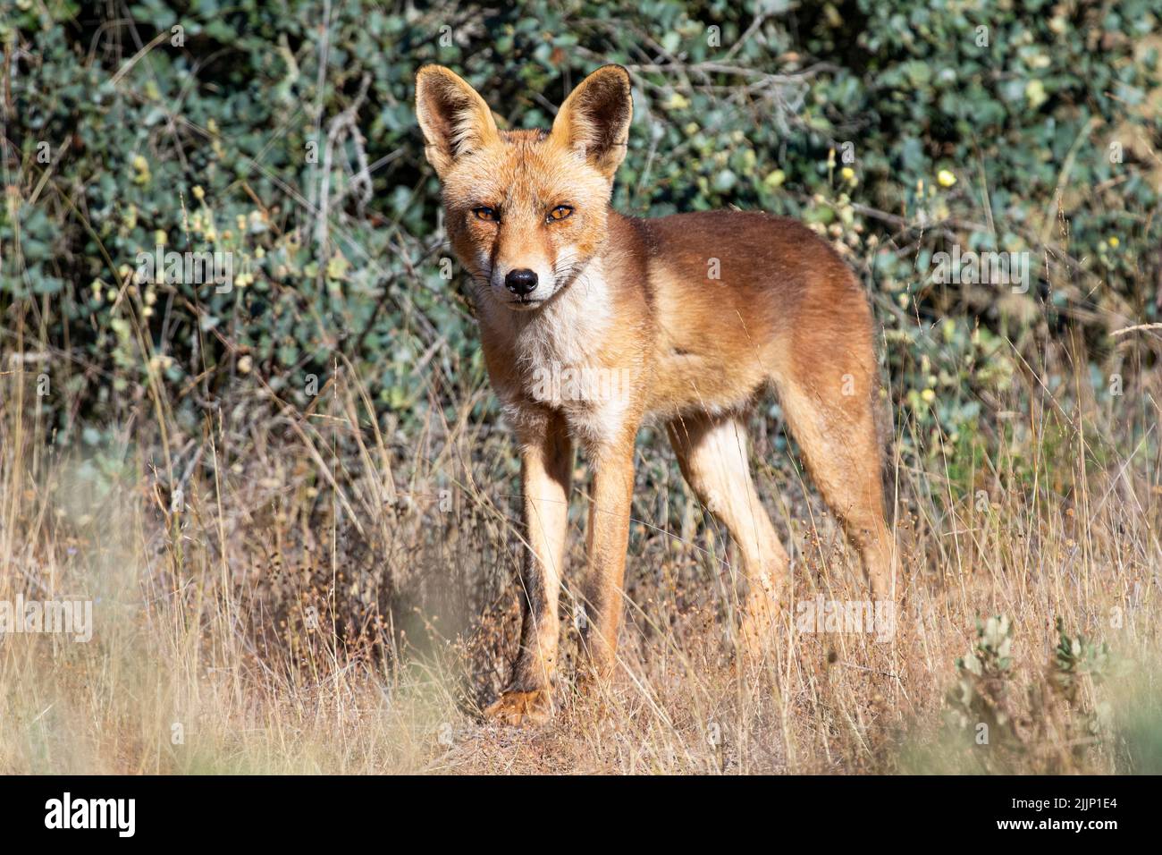 Wild vulpes vulpes fox looking at camera while standing on grass near lush shrubs outside forest in summer Stock Photo