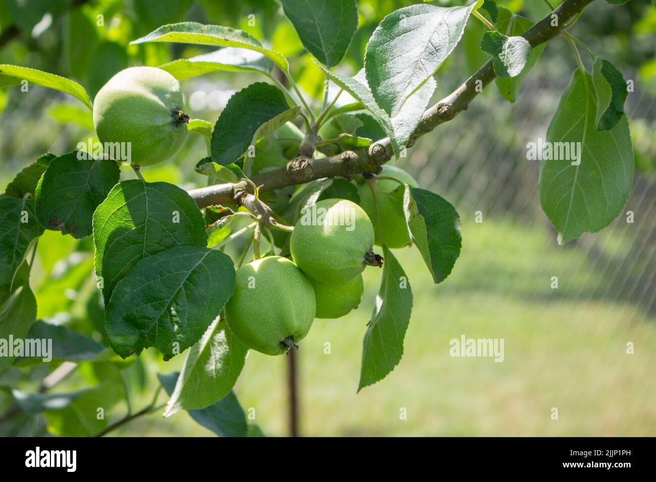 Young apple tree with leaves and unripe green fruits in a country