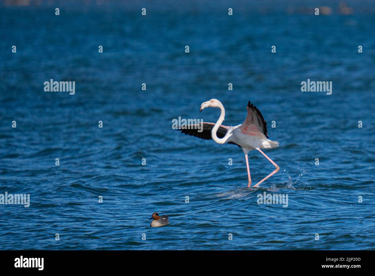 A Greater Flamingo (Phoenicopterus roseus) with spread wings standing in the water, redhead (Aythya americana) duck Stock Photo