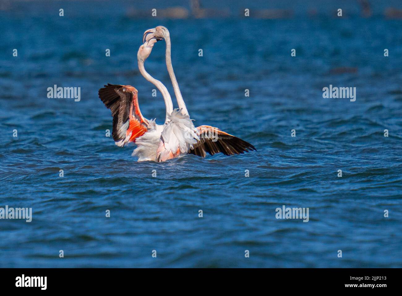 Two cute Greater flamingos kissing in the sea on a sunny day in summer Stock Photo