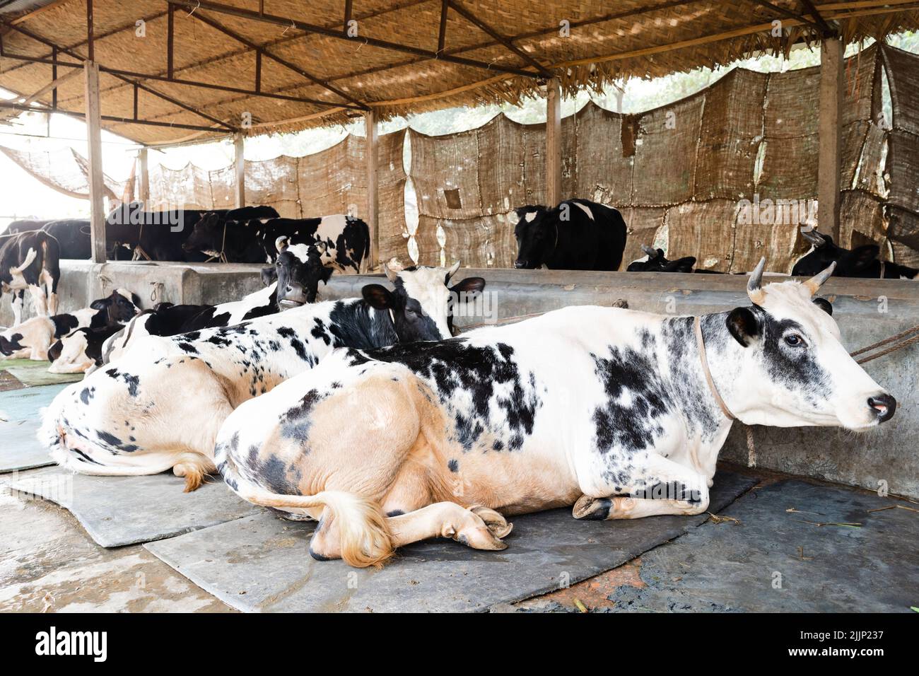 A view of beautiful cows resting under cow shed Stock Photo - Alamy