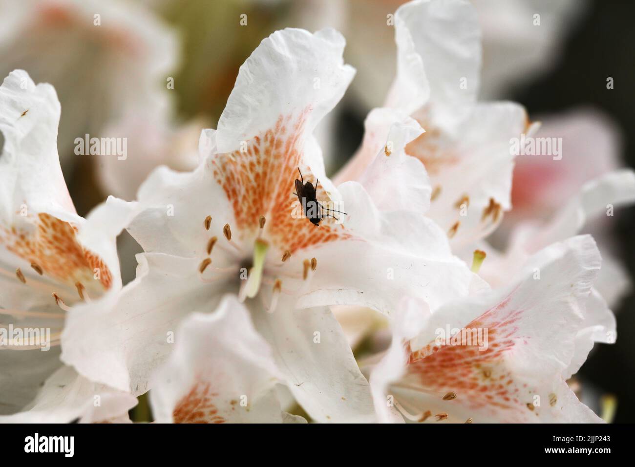 Closeup photo of an insect on white rhododendron cunninghams Stock ...