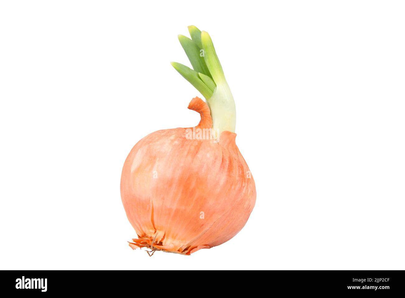 A sprouted onion isolated on white background Stock Photo