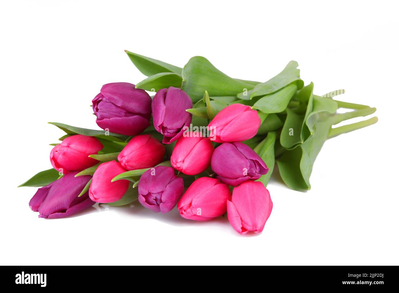A bouquet of pink and lilac tulips on a white background .Beautiful ...