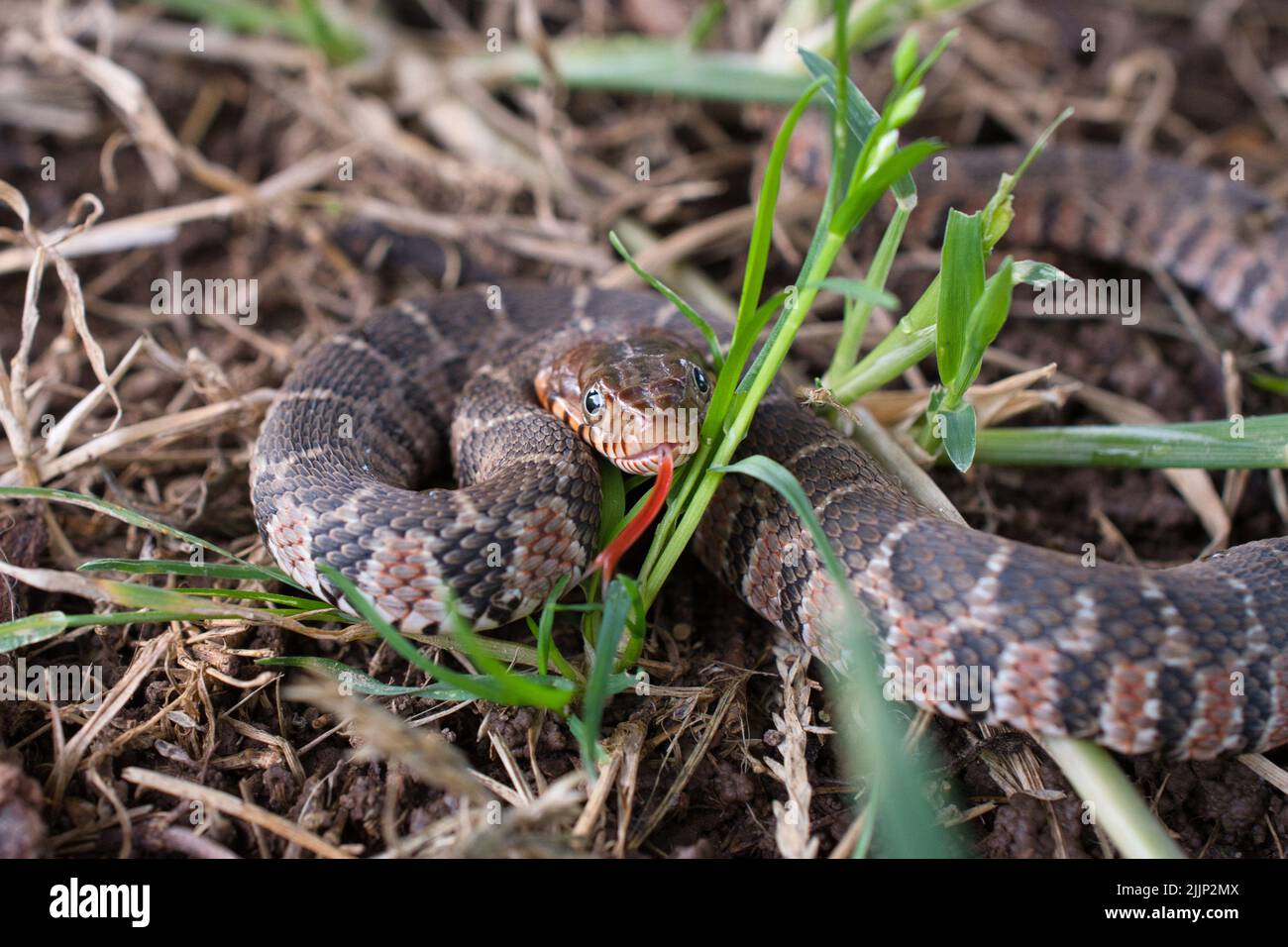 A juvenile Plain-bellied Watersnake slithering through the yard. Stock Photo