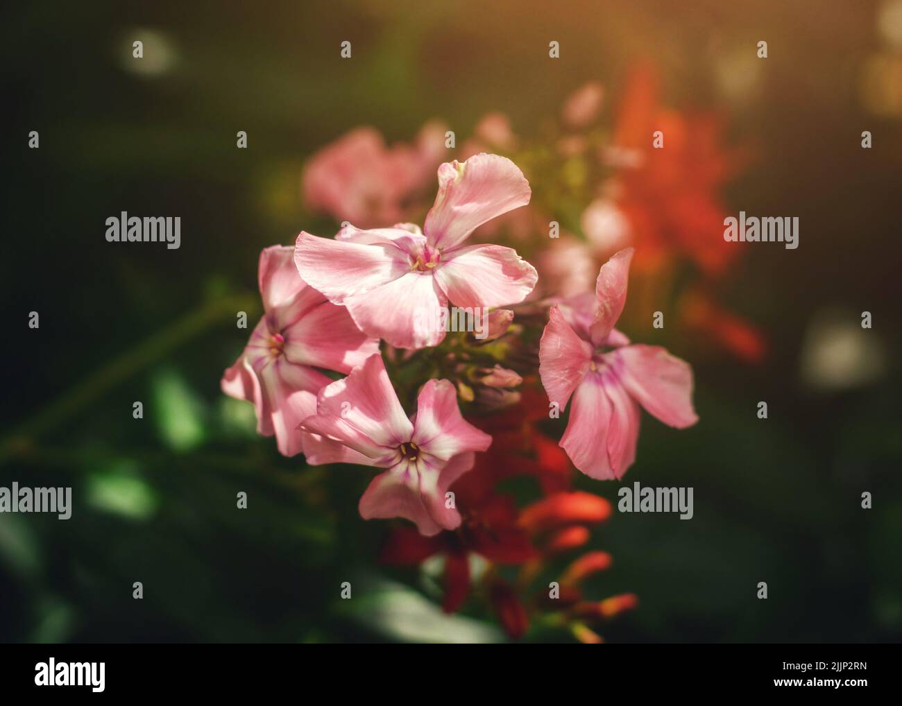 A closeup shot of the pink Phlox paniculata flowers Stock Photo