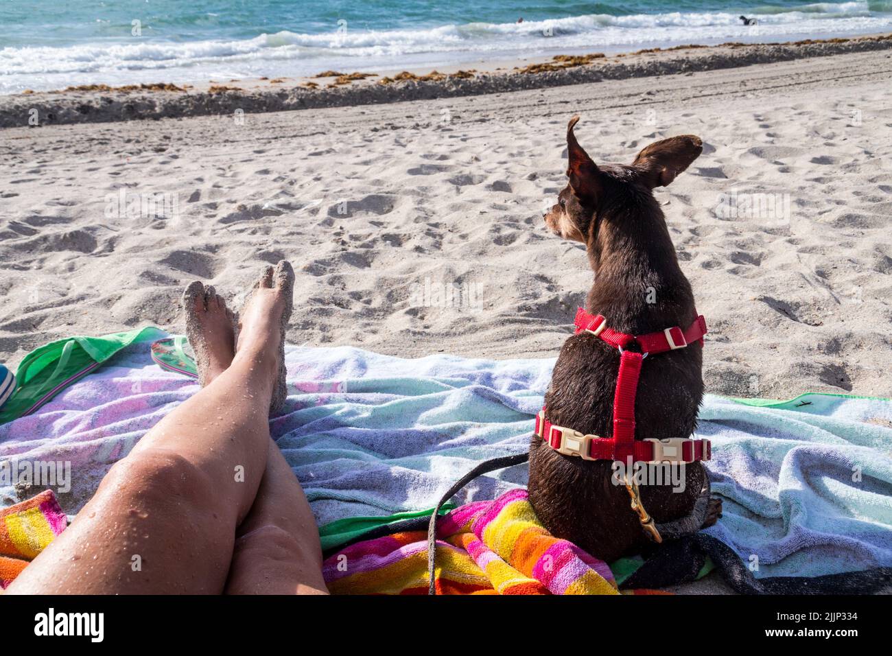 Beach moment by the sea with a pinscher dog in Florida vacation Stock Photo