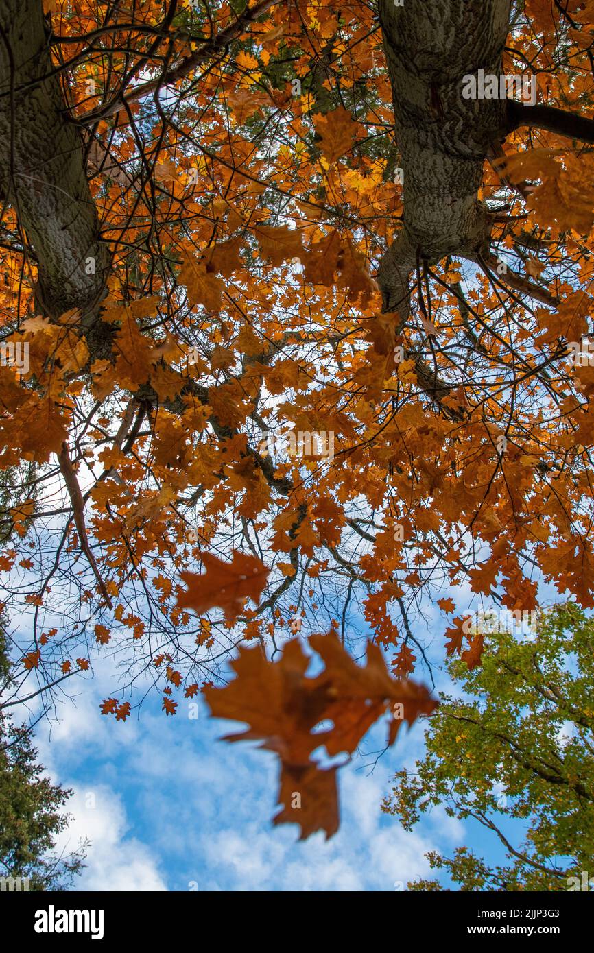 Low angle background park hi-res stock photography and images - Alamy