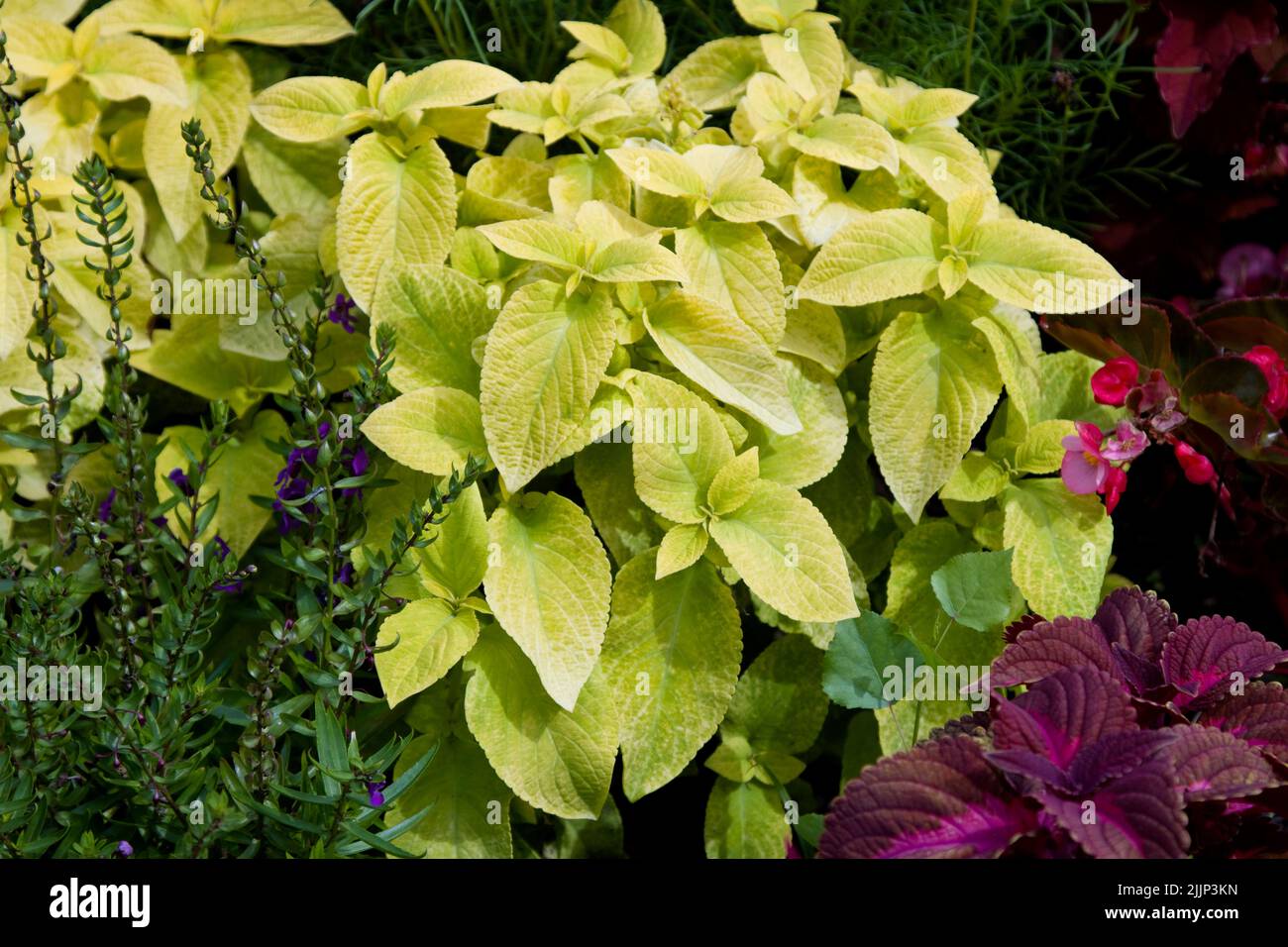 Vibrant and lush Coleus bush. Stock Photo