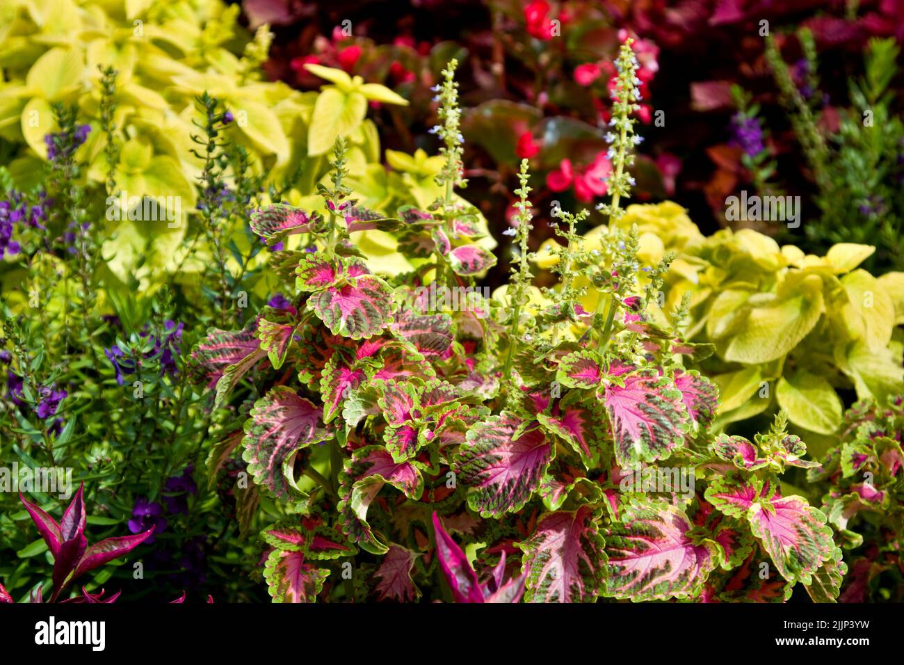 Vibrant and lush Coleus bush. Stock Photo