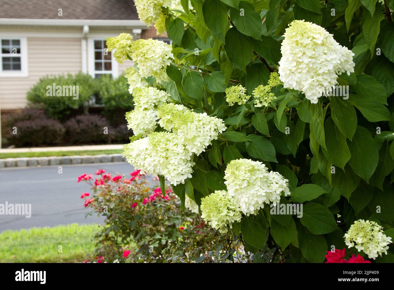 Hydrangea bush, beauty in nature. Stock Photo