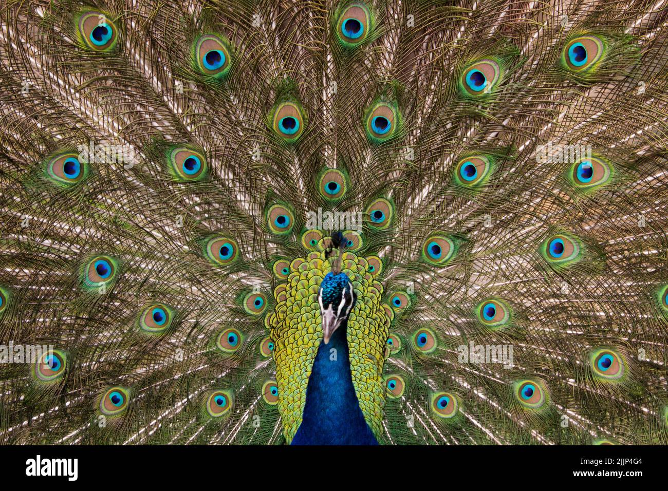 A closeup of the male Indian peafowl with beautiful plumage. Pavo cristatus. Stock Photo