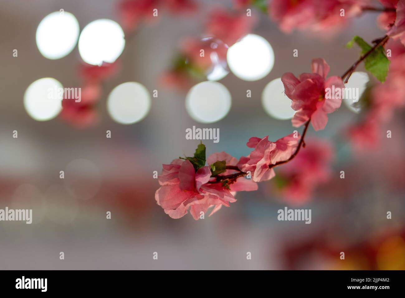 A close-up shot of plum blossom growing in a blurry background. Stock Photo