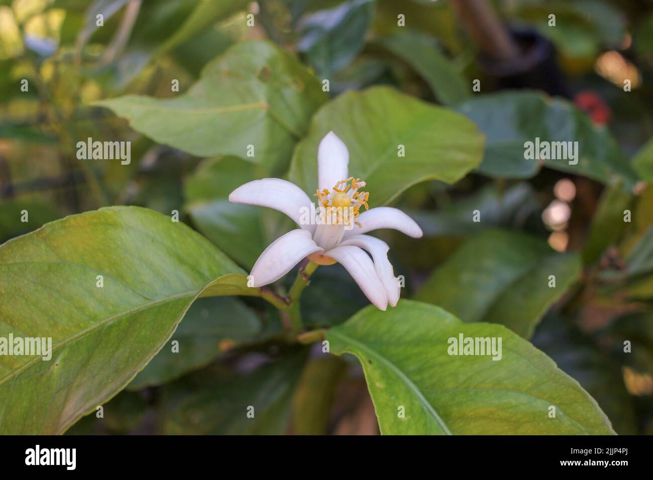 Lemon tree flowers hires stock photography and images Alamy