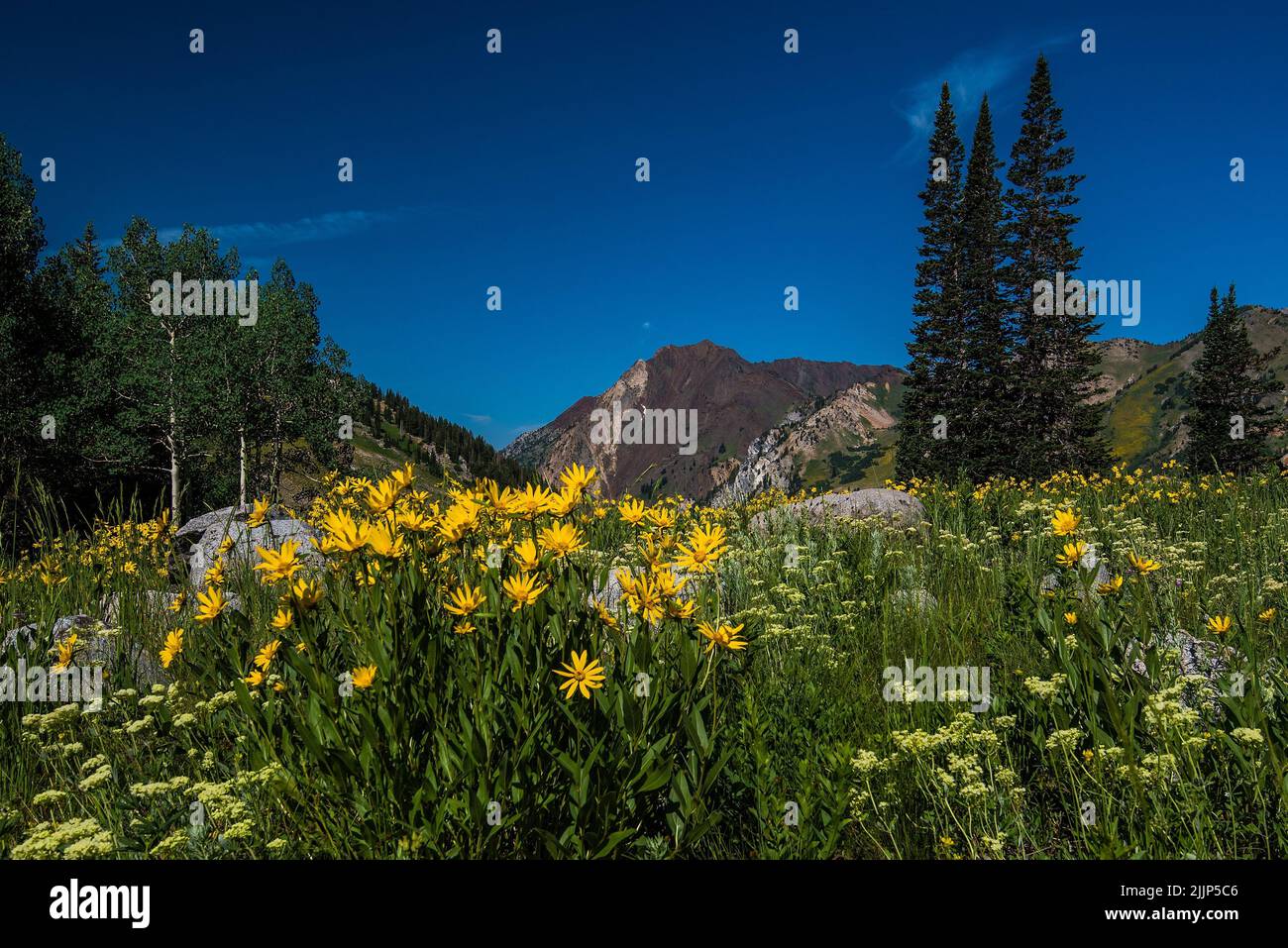 Yellow Balsam Root flowers in a meadow.  The Albion Basin in Utah is world, famous for its wildflower display in mid summer. Stock Photo