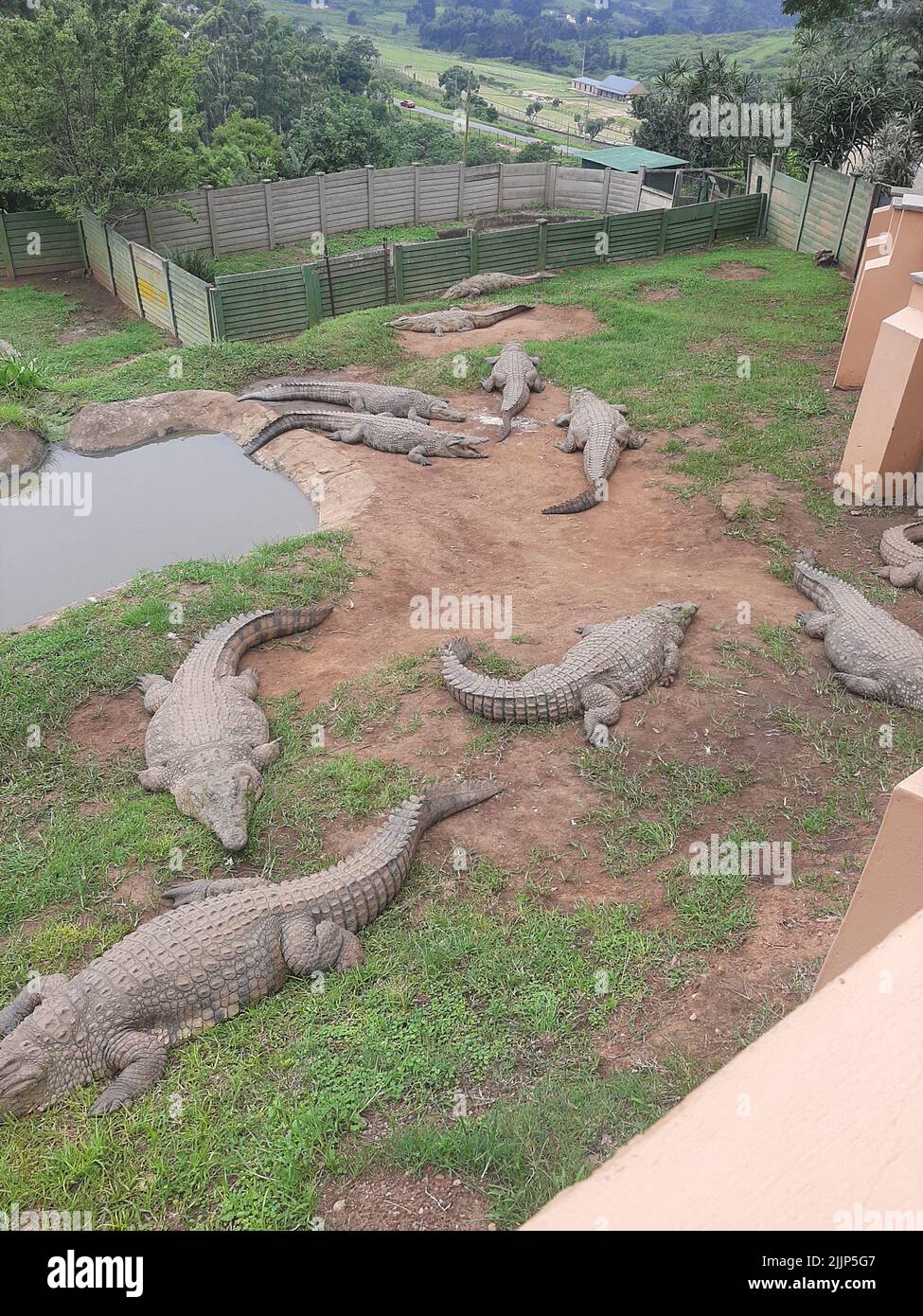 Crocodiles at a farm hi-res stock photography and images - Page 6 - Alamy