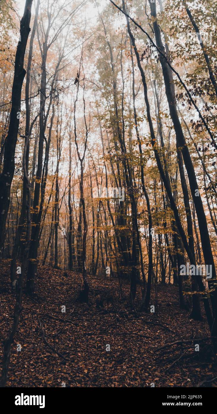 Thin tall trees hi-res stock photography and images - Alamy