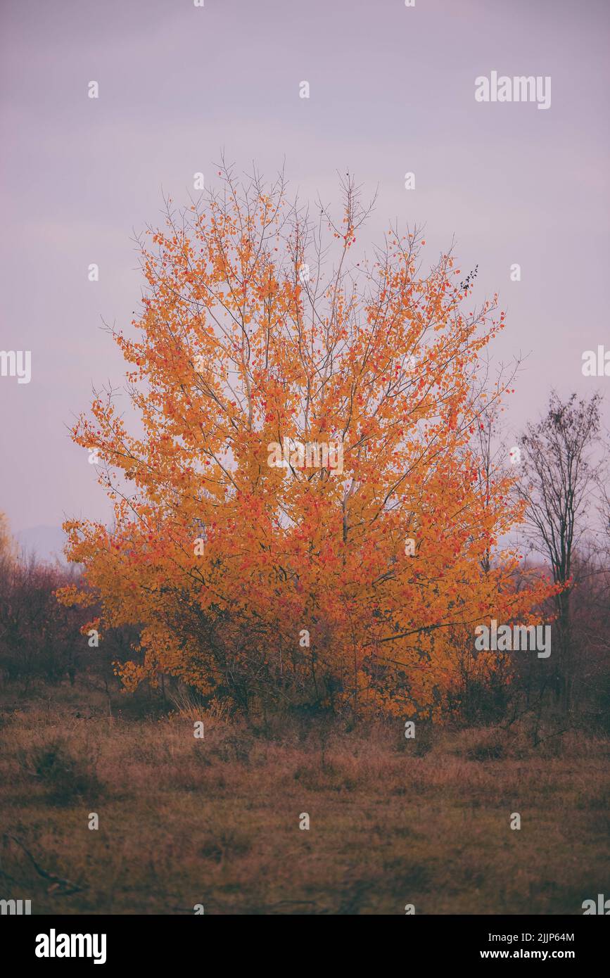 A vertical shot of a tree with bright yellow leaves on a gloomy autumn ...