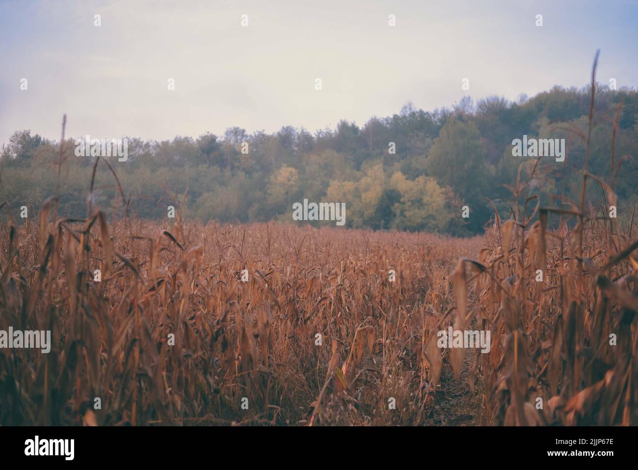 Field tall trees in forest hi-res stock photography and images - Alamy