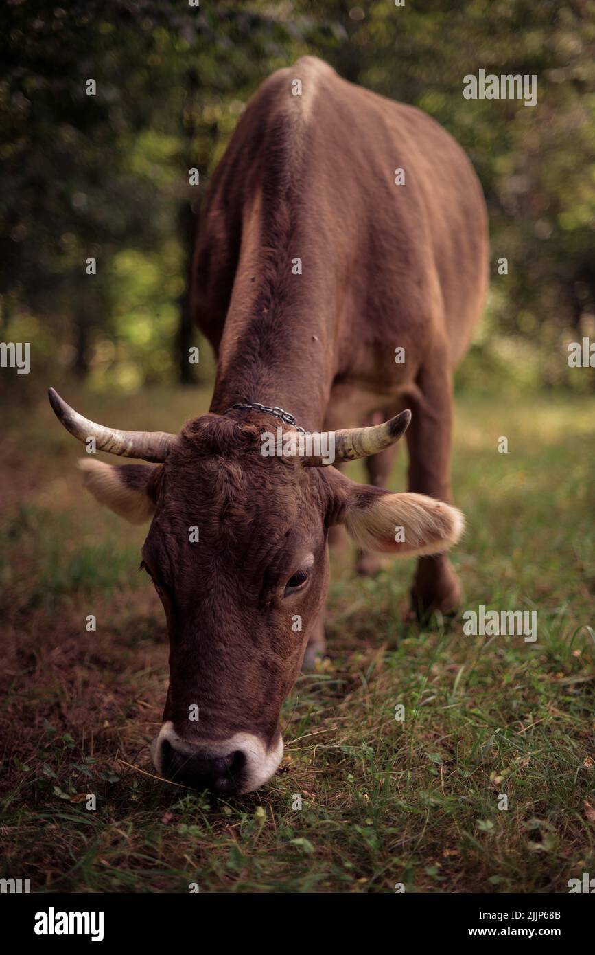 Green field with cow hi-res stock photography and images - Alamy