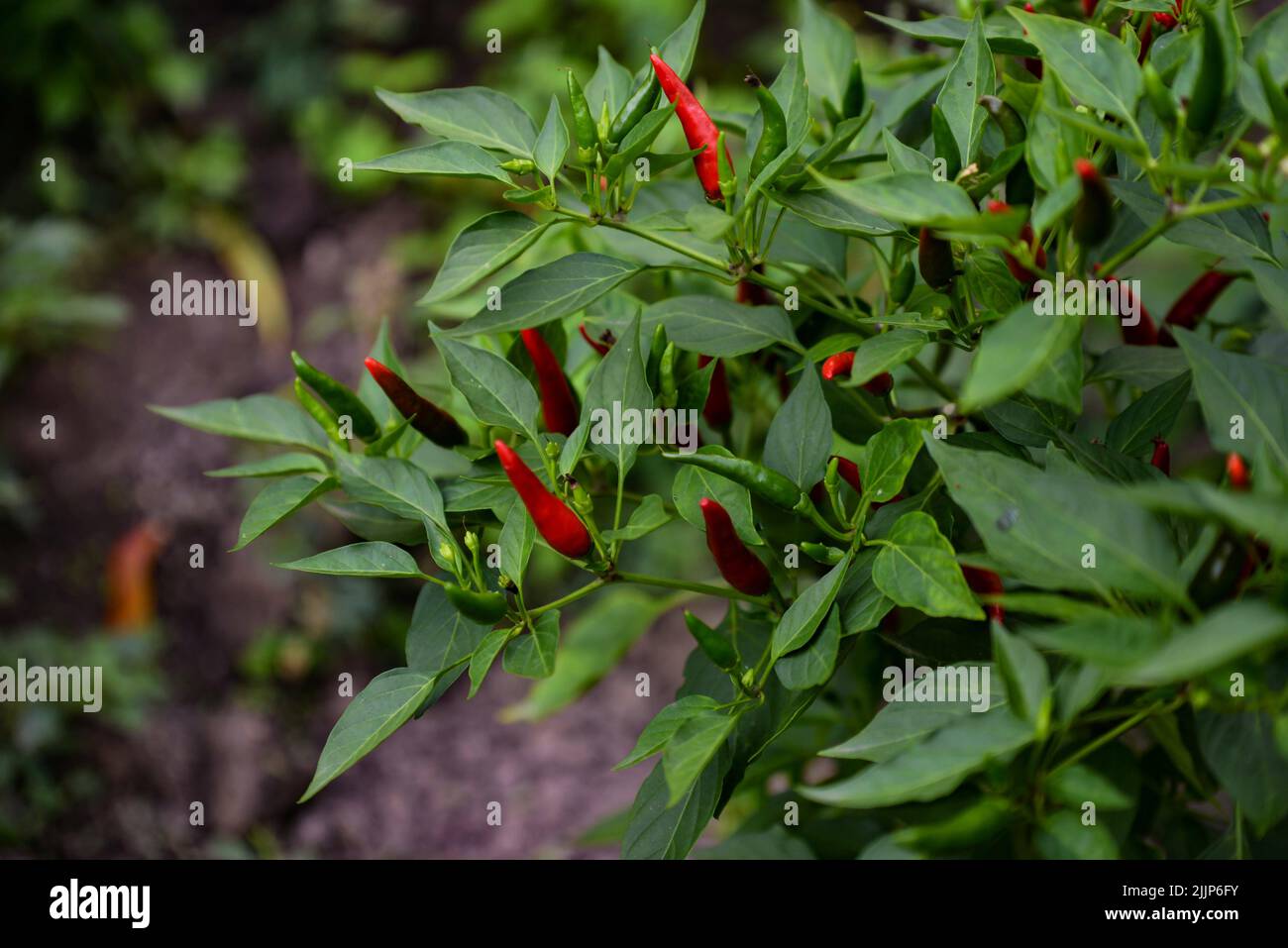 closeup photo of growing chili peppers Stock Photo - Alamy