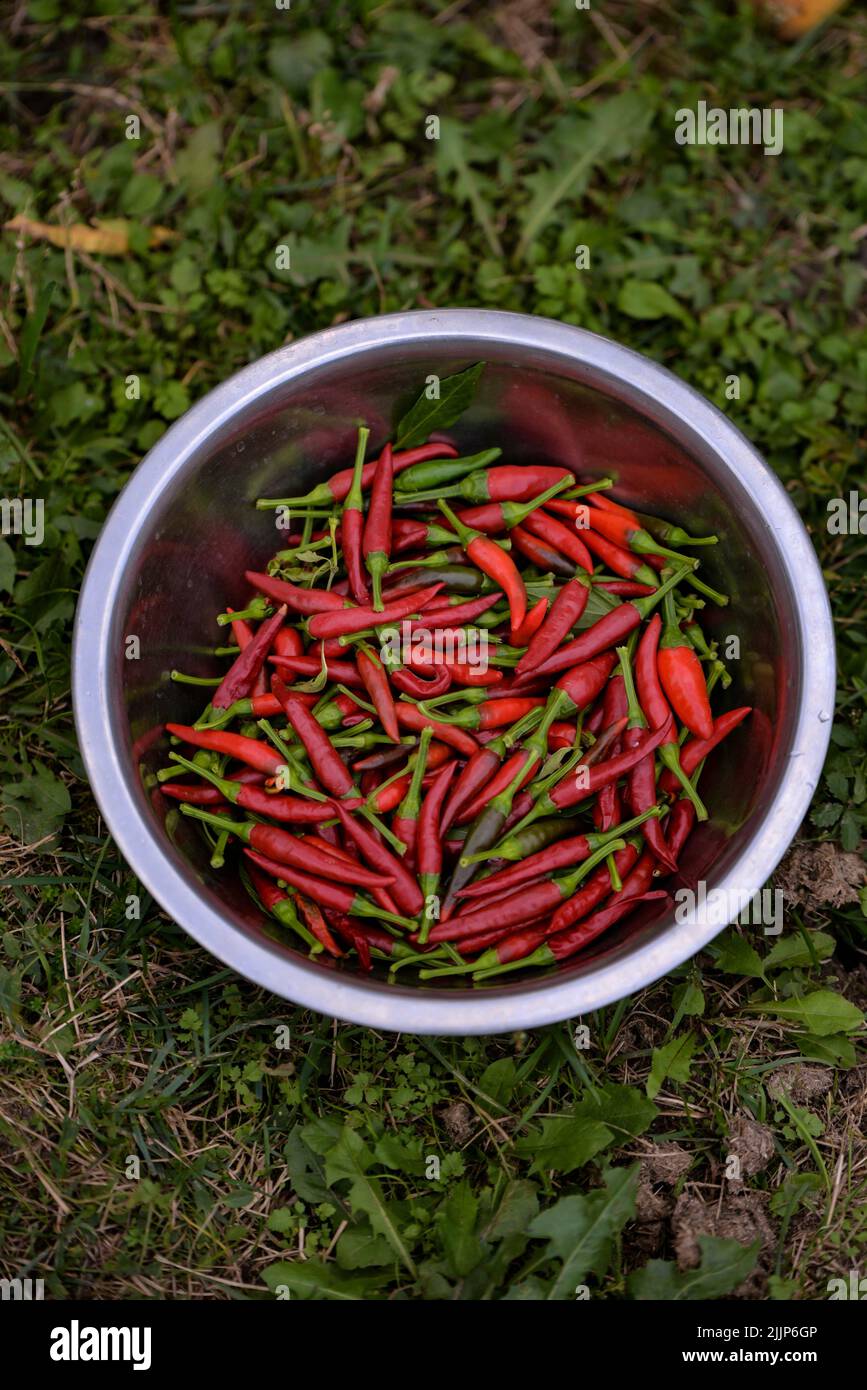 closeup photo of chili peppers in a tare Stock Photo Alamy
