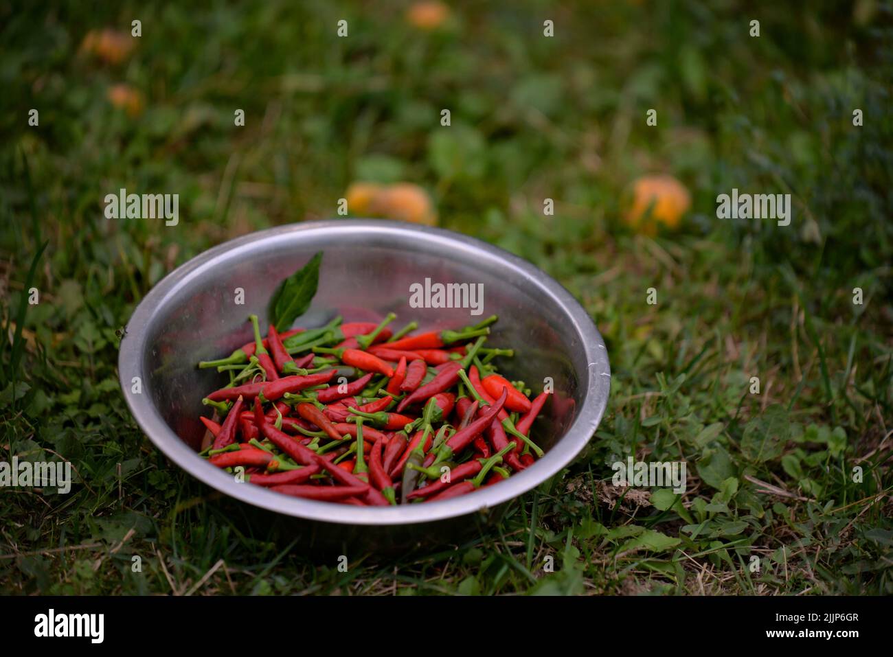 closeup photo of chili peppers in a tare Stock Photo Alamy