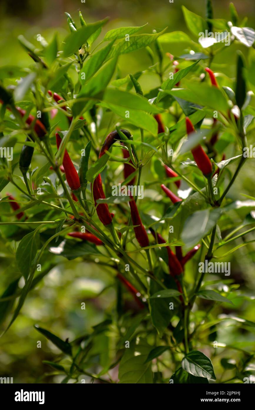 closeup photo of growing chili peppers Stock Photo - Alamy