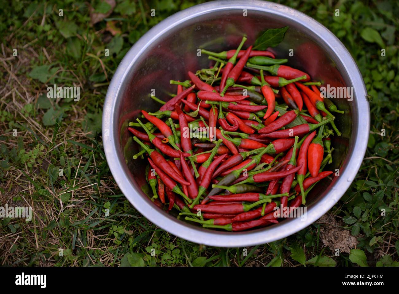 closeup photo of chili peppers in a tare Stock Photo Alamy